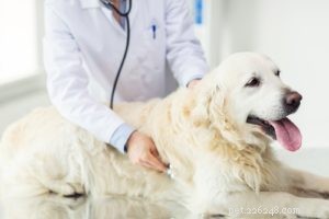 Nadměrné lapání po dechu u psů:Co to znamená a co byste měli dělat