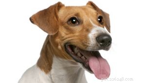 Overmatig hijgen bij honden:wat het betekent en wat u moet doen