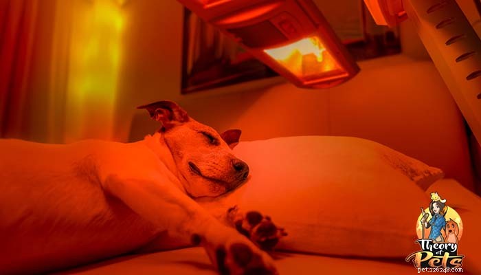 TOP #40:Что такое низкоинтенсивная световая терапия для собак (LLLT)?