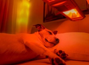 TOP #40:O que é terapia de luz de baixo nível para cães (LLLT)?