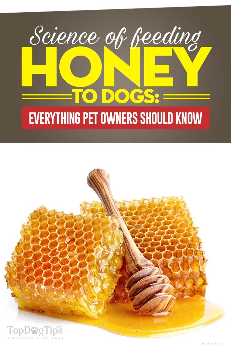 La guida scientifica sui benefici del miele per i cani