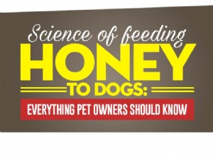 犬のための蜂蜜の利点に関する科学に基づいたガイド 