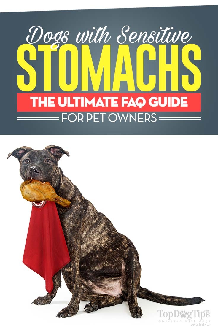 Cães com estômago sensível:perguntas frequentes e o que você deve saber