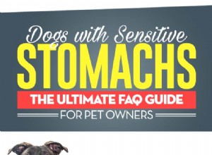 敏感な胃を持つ犬：よくある質問とあなたが知っておくべきこと 
