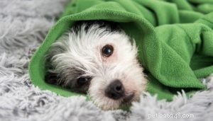 Honden met gevoelige magen:veelgestelde vragen en wat u moet weten