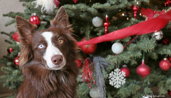 Är julgranar giftiga för hundar?
