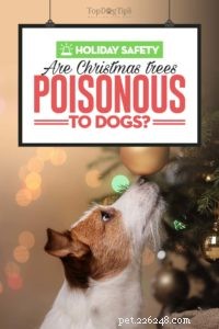 Les sapins de Noël sont-ils toxiques pour les chiens ?