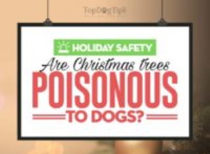 クリスマスツリーは犬に有毒ですか？ 