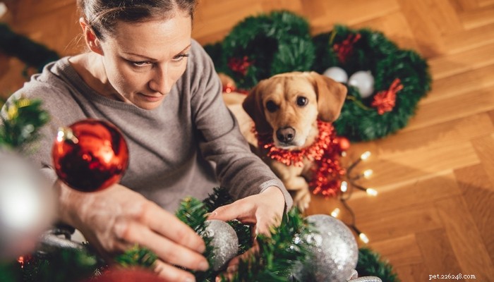 Är julgranar giftiga för hundar?