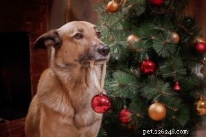クリスマスツリーは犬に有毒ですか？ 