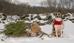 Zijn kerstbomen giftig voor honden?