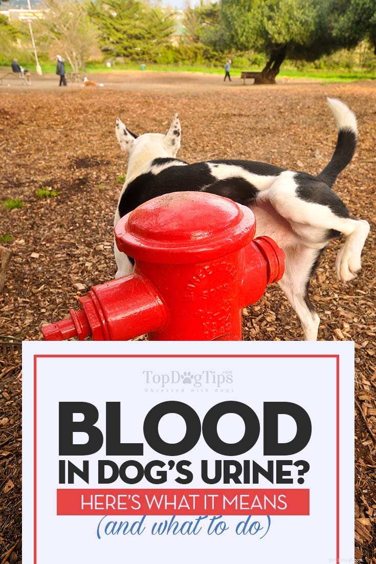 Sangue na urina do cão (hematúria):o que significa e o que você deve fazer