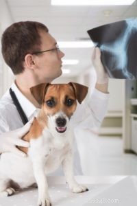 Sangue na urina do cão (hematúria):o que significa e o que você deve fazer
