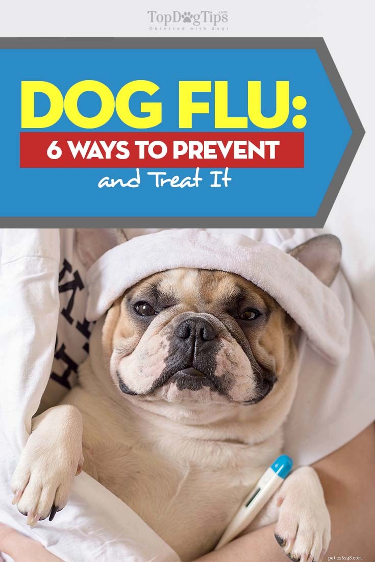 Symtom på hundinfluensa och 6 sätt att förebygga och behandla det 