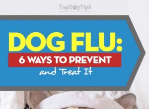 개 독감 증상 및 예방 및 치료 방법 6가지