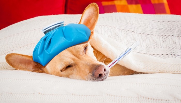 Příznaky chřipky u psů a 6 způsobů, jak jí předcházet a jak ji léčit