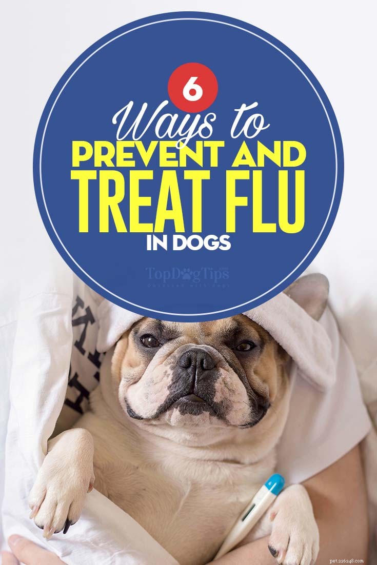 Symptômes de la grippe canine et 6 façons de la prévenir et de la traiter 
