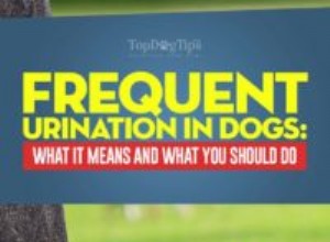 犬の頻尿：それが何を意味し、あなたが何をすべきか 