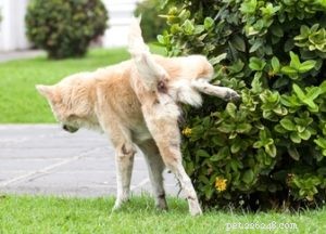 Minzione frequente nei cani:cosa significa e cosa dovresti fare