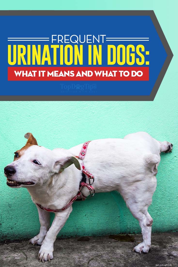 Täta urinering hos hundar:vad det betyder och vad du bör göra