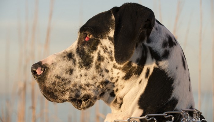 Cherry Eye in Dogs:의미 및 대처 방법