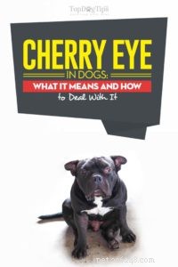 Cherry Eye in Dogs:의미 및 대처 방법