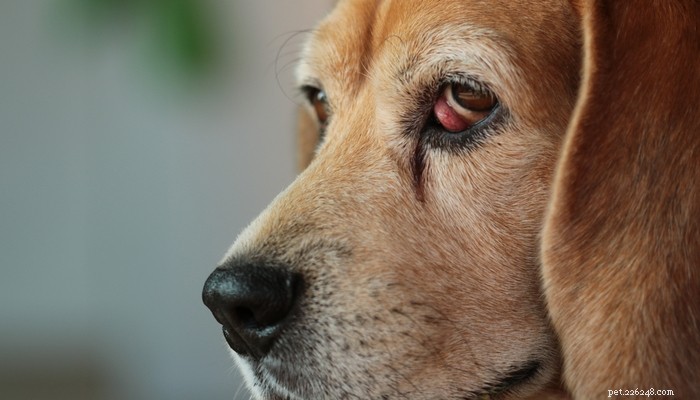 Olho de cereja em cães:o que significa e como lidar com isso