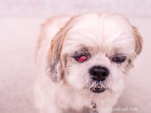 Cherry Eye hos hundar:vad det betyder och hur man hanterar det