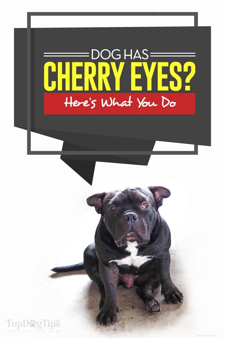 Cherry Eye hos hundar:vad det betyder och hur man hanterar det