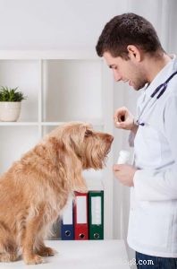 5 façons d aider les chiens souffrant de démangeaisons
