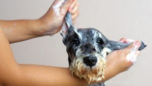 가려운 피부를 가진 강아지를 돕는 5가지 방법