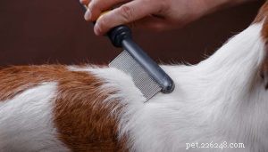 5 maneiras de ajudar cães com coceira na pele