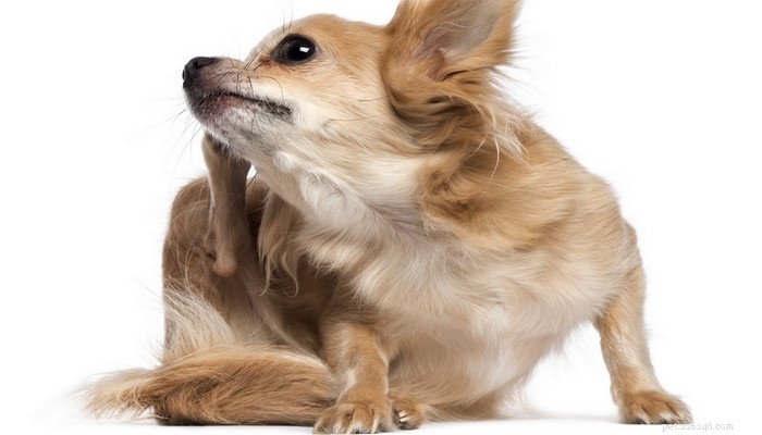 5 manieren om honden met een jeukende huid te helpen