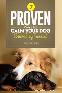 7 façons éprouvées de calmer un chien (soutenues par la science)