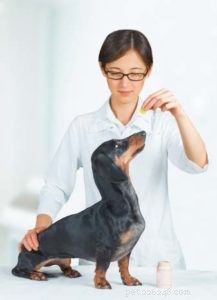 개를 진정시키는 7가지 입증된 방법(과학의 뒷받침)