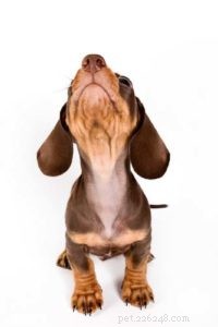 7 modi provati per calmare un cane (sostenuto dalla scienza)