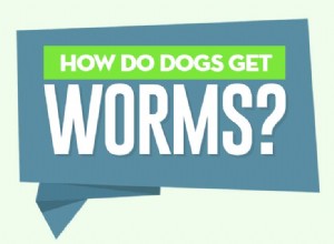 Jak psi dostávají červy?