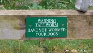 Come fanno i cani a prendere i vermi?