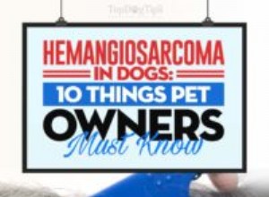 Hemangiosarkom u psů:Vše, co musíte vědět