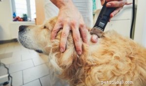 Hémangiosarcome chez le chien :tout ce que vous devez savoir