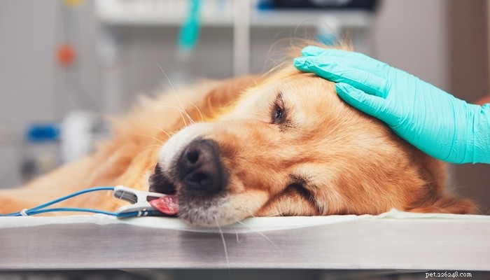 Hemangiossarcoma em cães:tudo o que você precisa saber