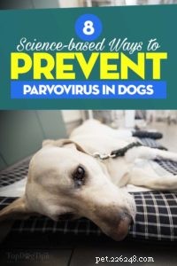 개에서 파보바이러스를 치료하고 예방하는 8가지 과학 기반 방법