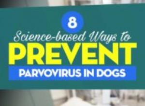 犬のパルボウイルスを治療および予防するための8つの科学に基づく方法 