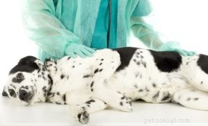 Zijn hondensnacks van ongelooide huid veilig voor honden?