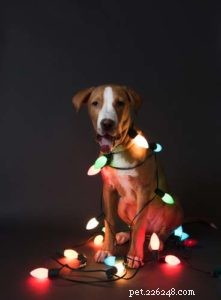 20 decorações de Natal mais perigosas para cães