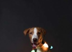 犬のための20の最も危険なクリスマスの装飾 