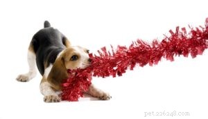 20 farligaste juldekorationer för hundar