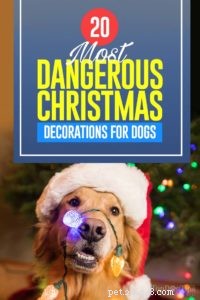 개를 위한 가장 위험한 크리스마스 장식 20개