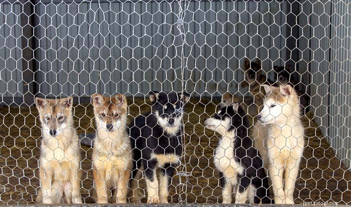 9 způsobů léčby kašle v chovatelské stanici u psů (na základě vědy)