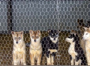 犬の犬小屋の咳を治療する9つの方法（科学に基づく） 